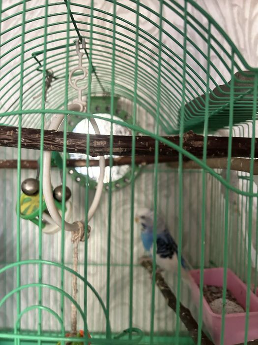 Попугай с клеткой