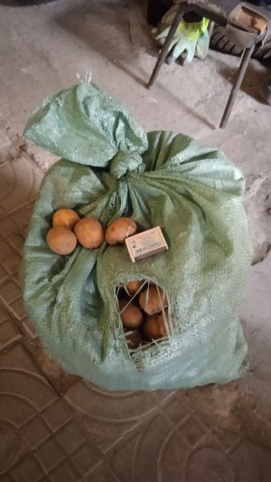 Картофель семена