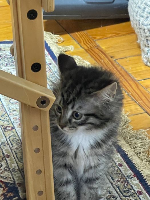 Котята в надежные руки