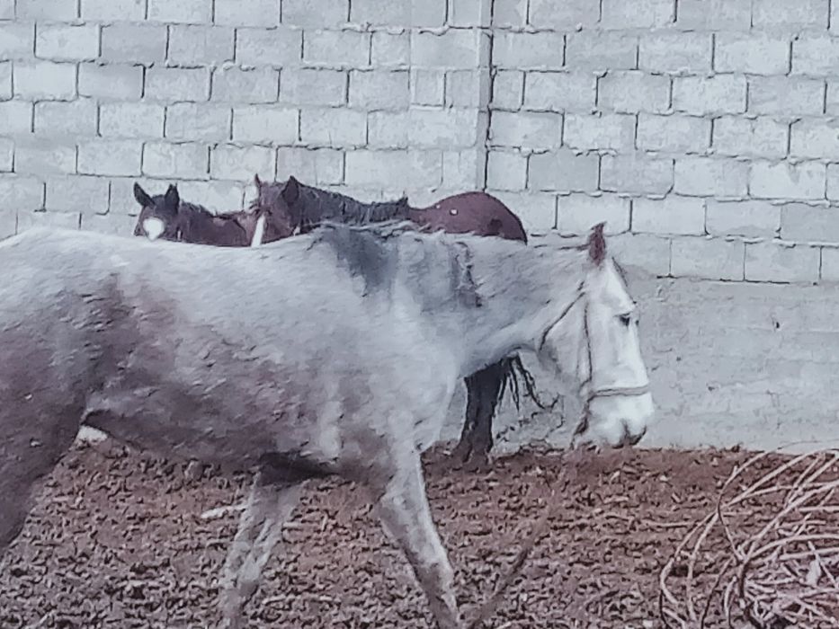 Семіз жылкылар 550 ден 650 дейын