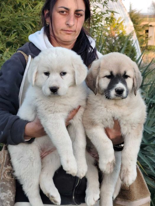 Кавказка овчарка