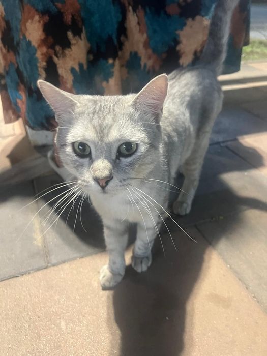 Отдам котят бесплатно