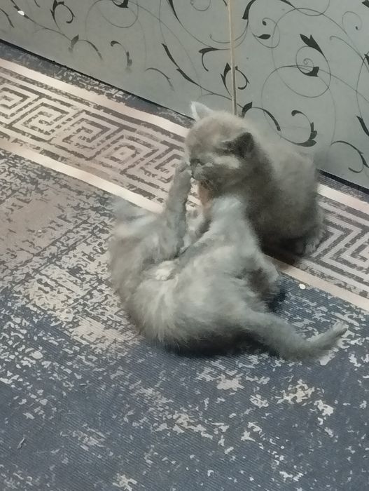 Отдам даром котят две девочки