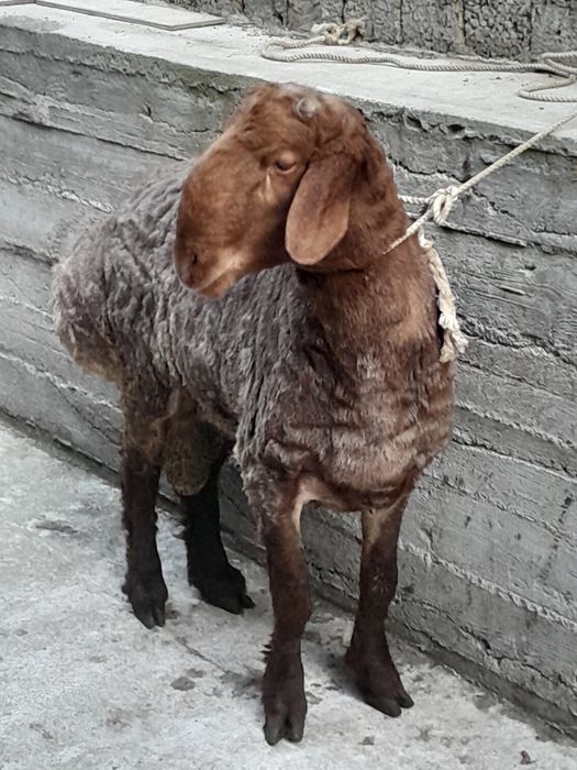 Кучкор зотка суйишка