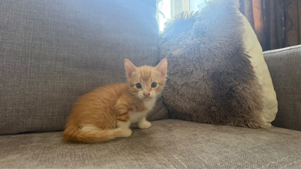 Отдам домашних котят