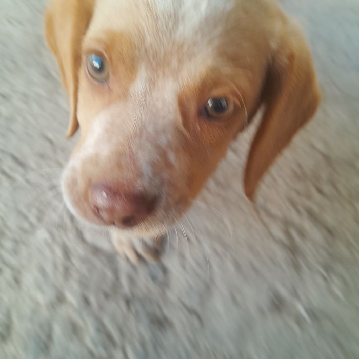 Щенок 1.5 месяцев