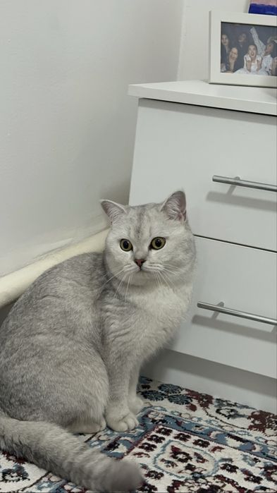 Британская шишнила