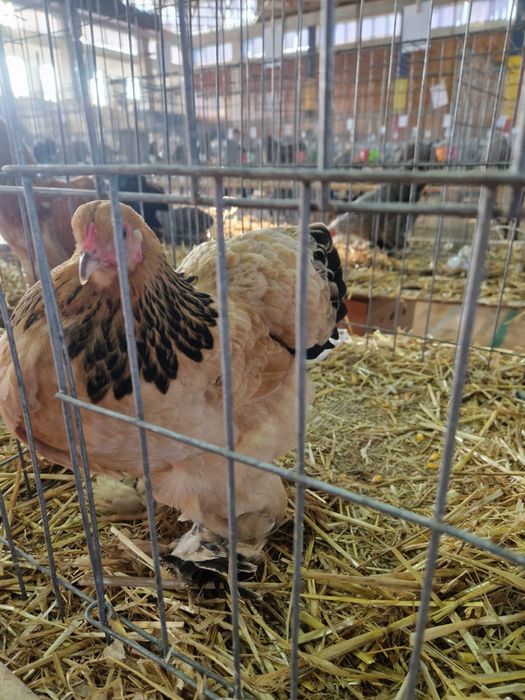 Brahma Pitic diferite varietati de culoare, de expozitie