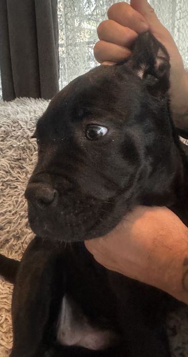 Кане Корсо 7.11.2025г. Момиче!