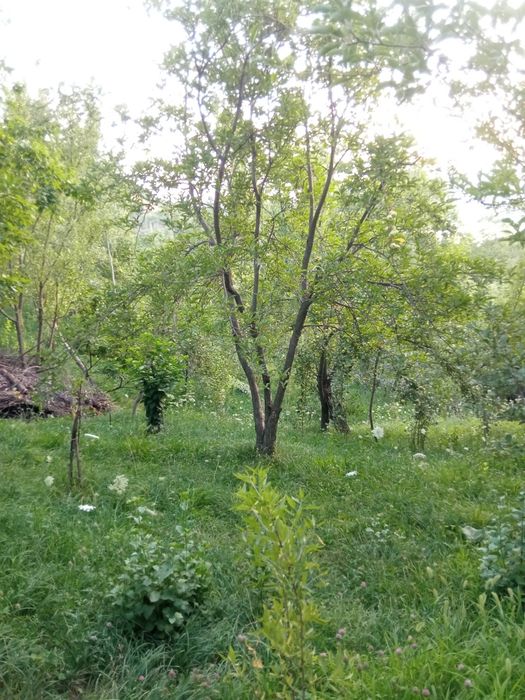 Srochna Yer sotiladi 8 sotix Bo'stonliqda