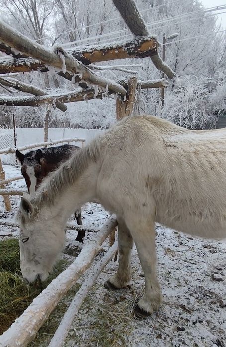 Қысыр бие ірі бие