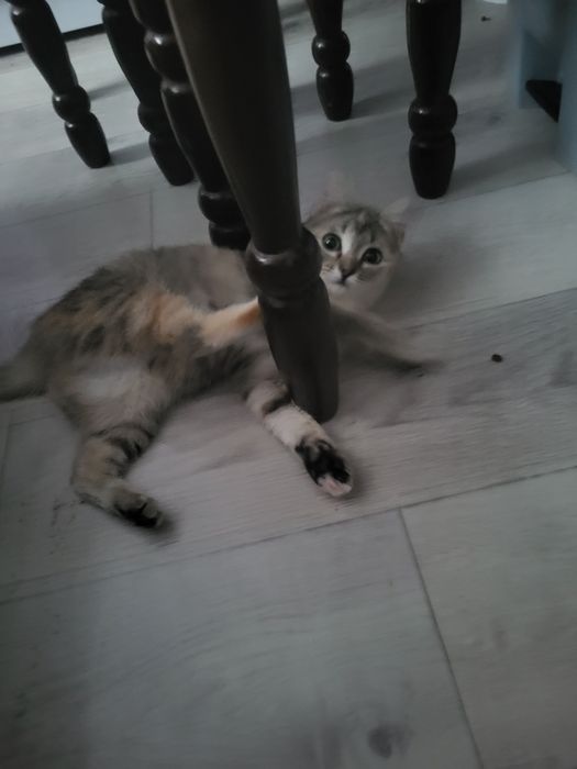 Отдам кошечку 4 месяца