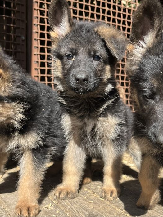 Щенки немецкой овчарки