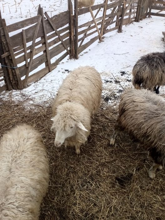 Vând berbec tânăr