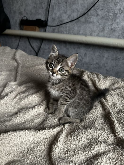 Отдам котенка в добрые руки