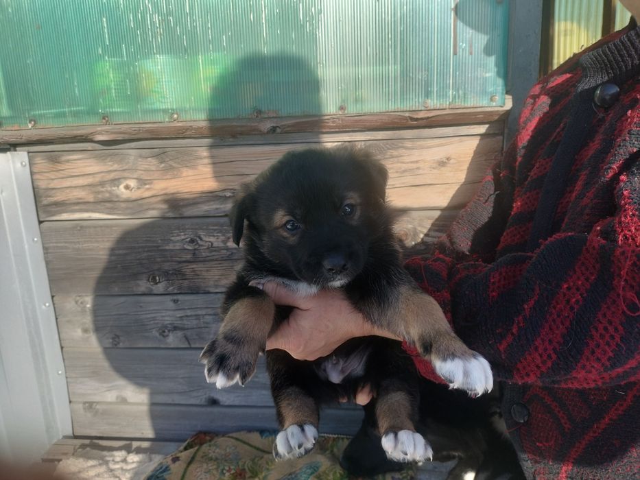 Щенок Руско европейской лайки