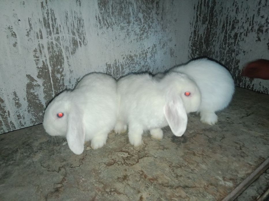 Заецам гарития да