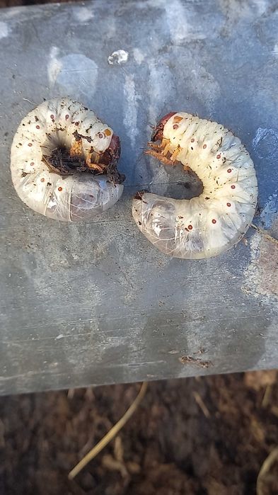 Продам червей лежинь