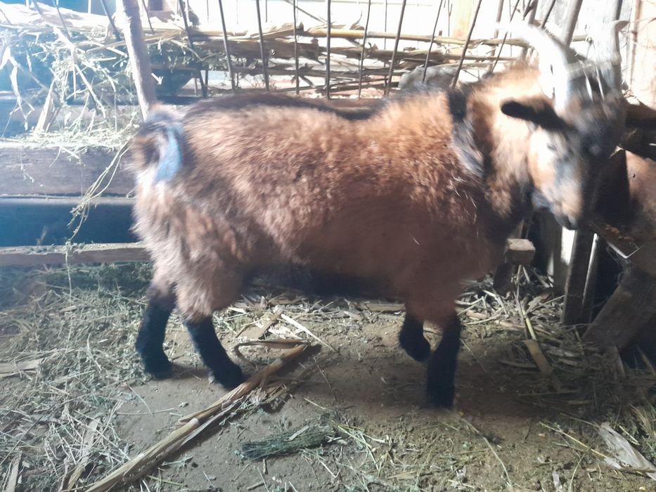 Vând țap de rasă vârstă 8 luni