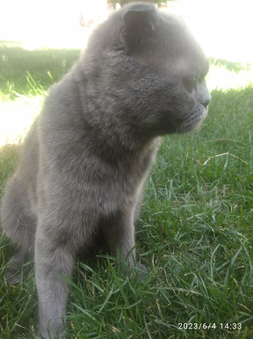 Британская кошка