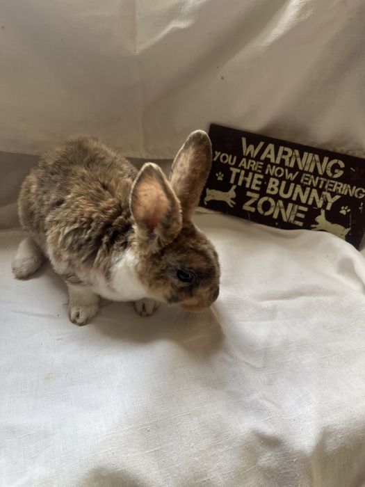 Iepurași Holland Lop și Rex pitic ! Citiți descrierea anunțului ...