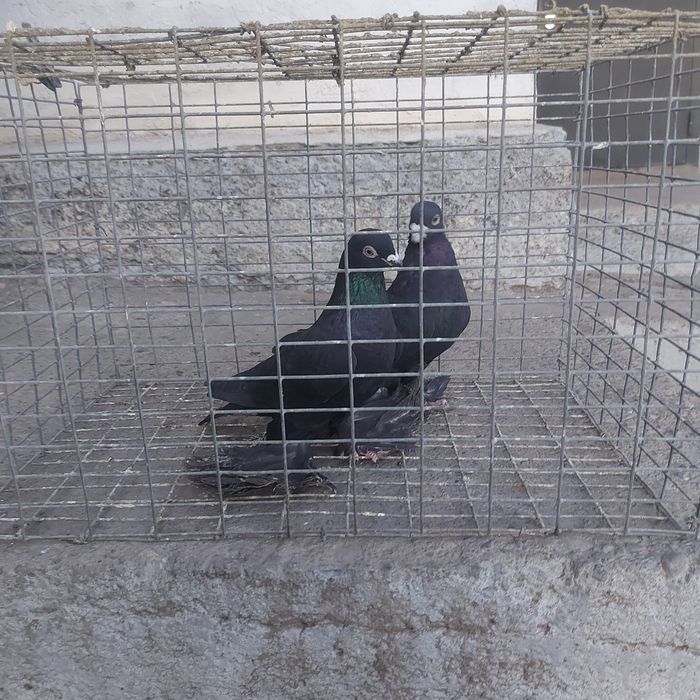 Жук пара лет с игрой самка подгребает