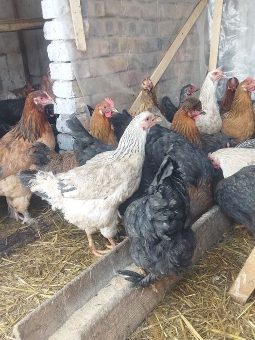 Продам куры домашние