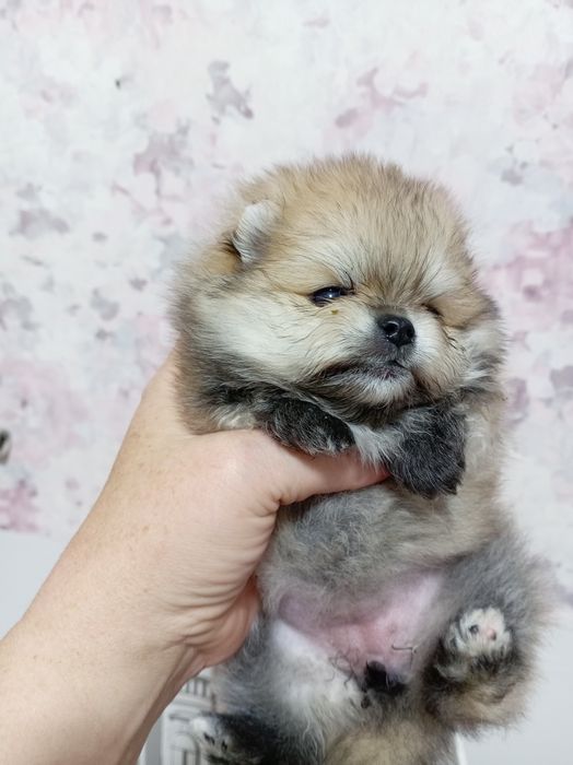 Продам щенков шпица