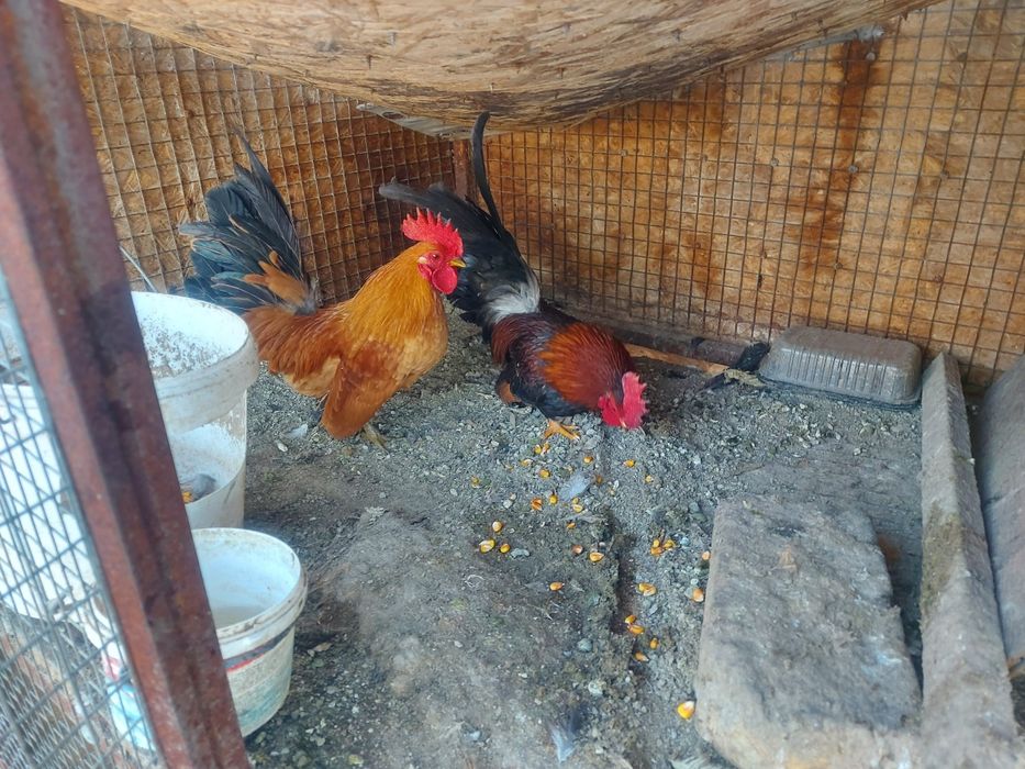 Серама декоративные петушки