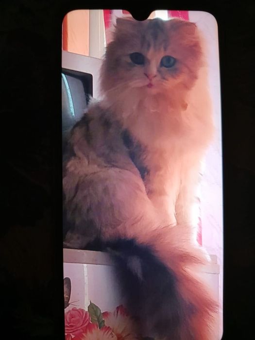 Кот Шотландский вислоухий и кошка Серебристая шиншилла