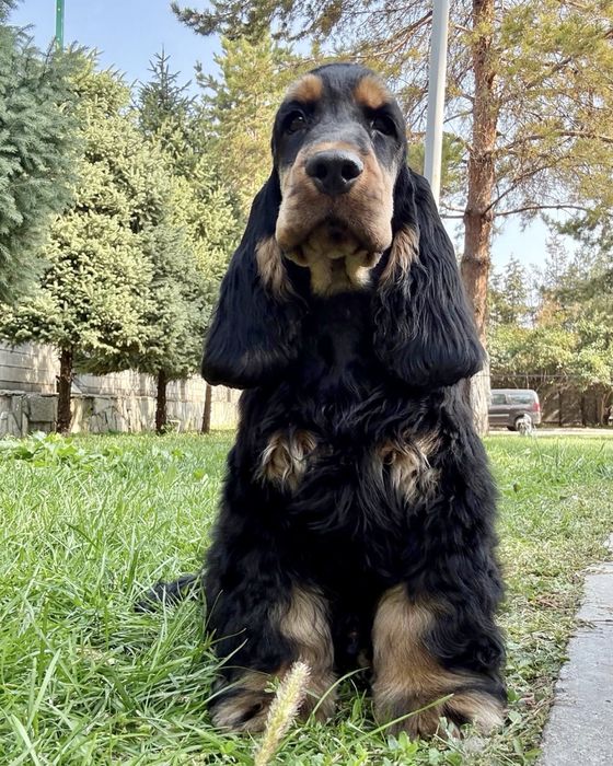 Щенок английский кокер спаниель