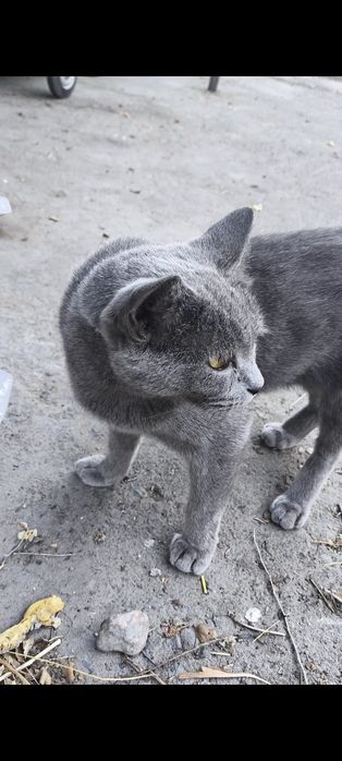 Кошечка ищет добрых хозяев