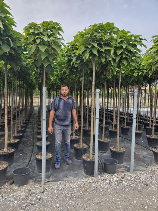 Catalpa globular avem mai multe dimensiuni