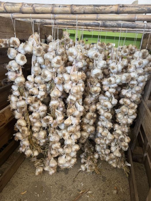 Български чесън с отличен вкус, с.Орешак, област Варна