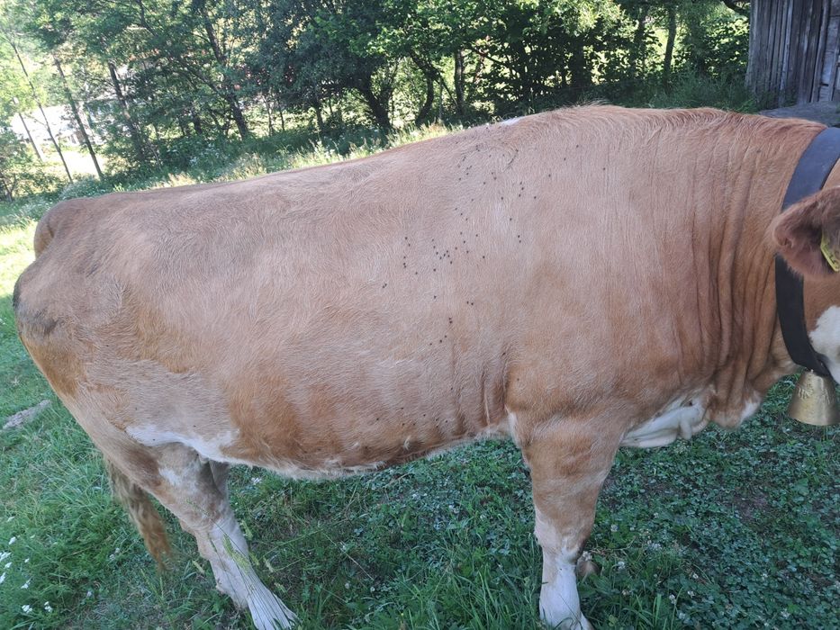 Junincă Bălăiță de vânzare