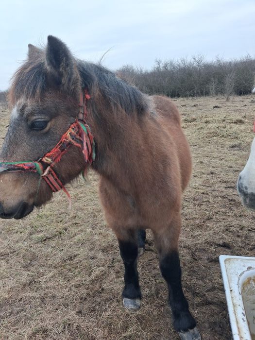 Vând mânz sau schimb cu animale