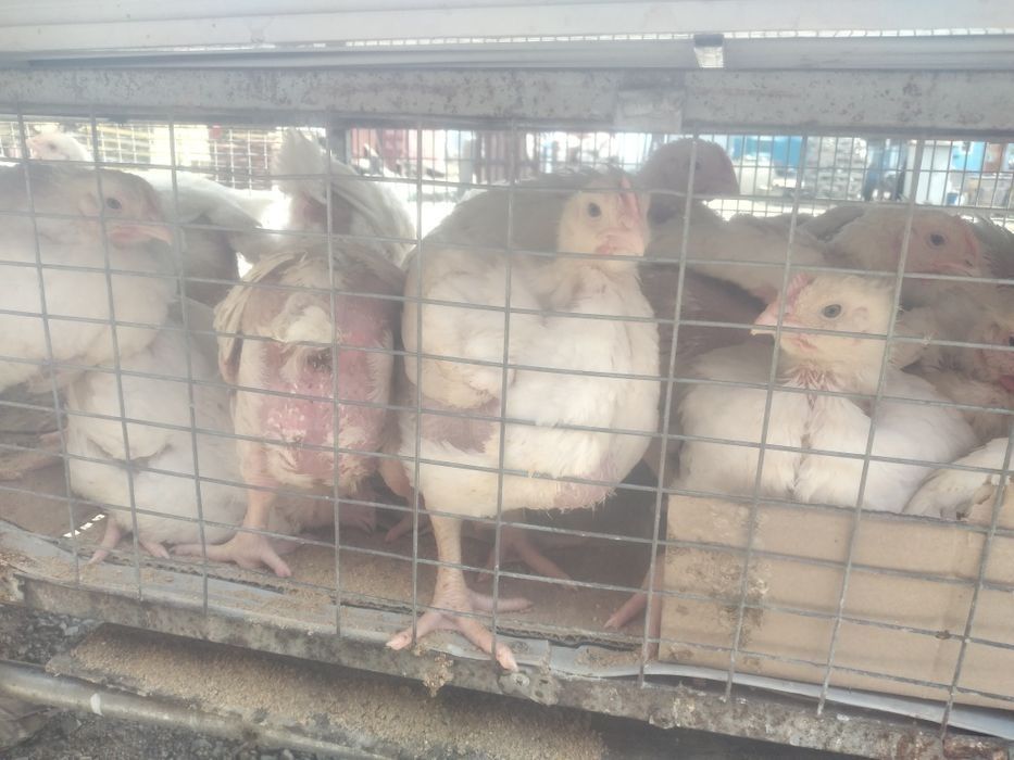 Броилеры хасики цыплята