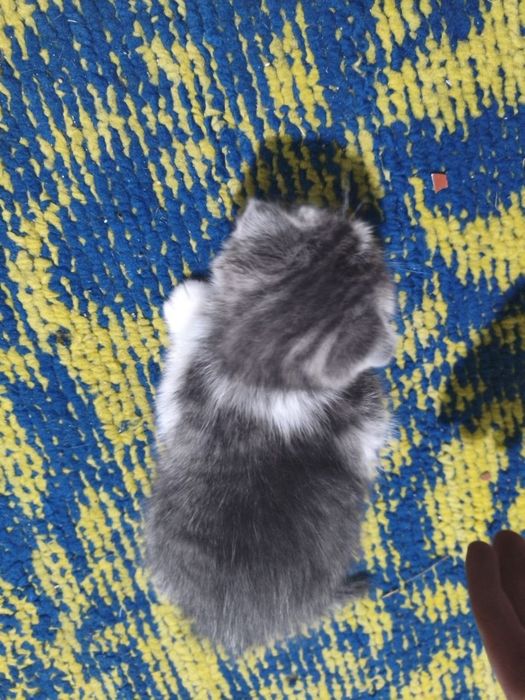 Shotland mushukchasi (bukilgan quloq) sotiladi.