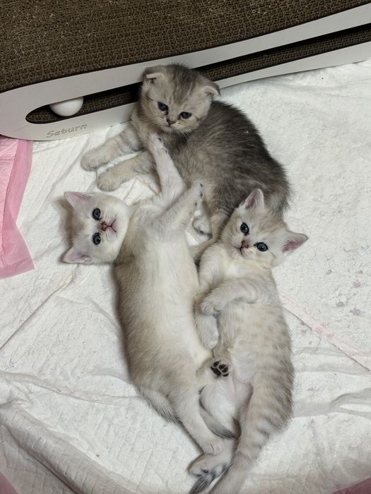 Открыта бронь на котят