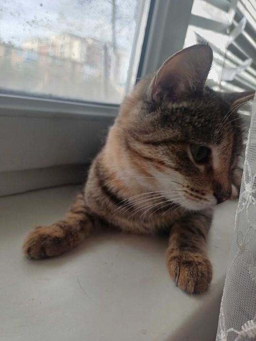 Ищем дом для девочки