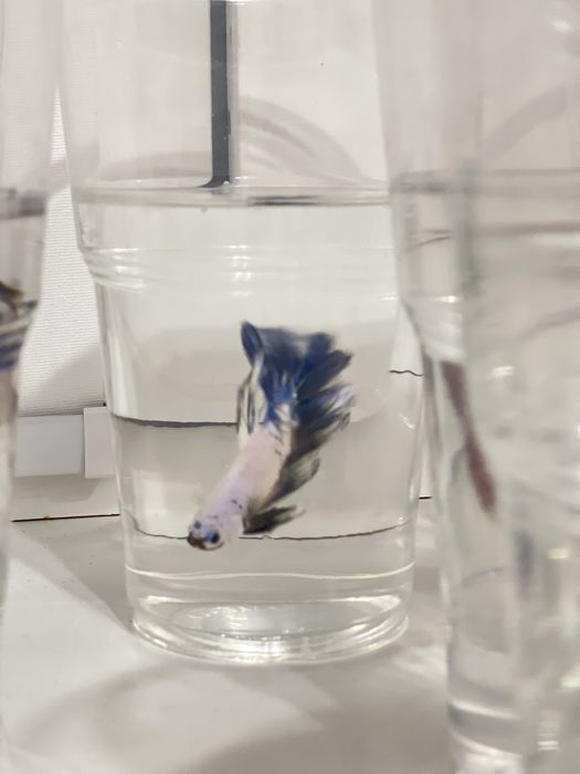 Петушок. Хит среди аквариумных рыб