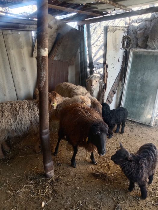 Бараны и овцы оптом