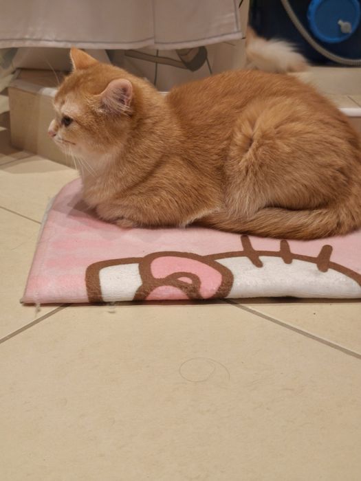 9-месечна женска златна британска късококосмя котка