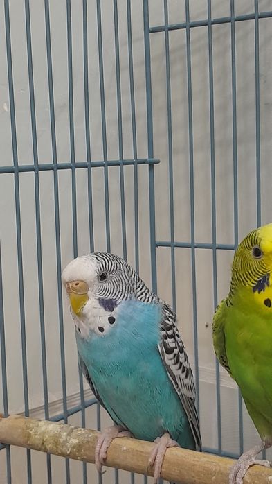 Папугай и клетка