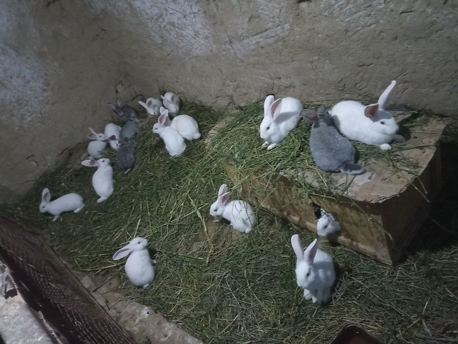 Quyonlar sotiladi soglom xikol zoti