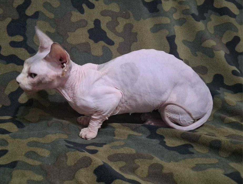Кошечка  Бамбино