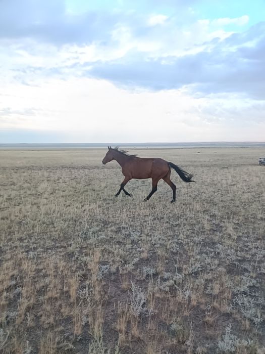 Таза қанды бие 4 жасар