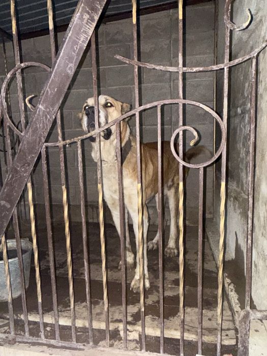 Продам кобелья супертяжа