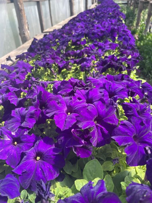 Рассада, Петуния, Однолетние цветы