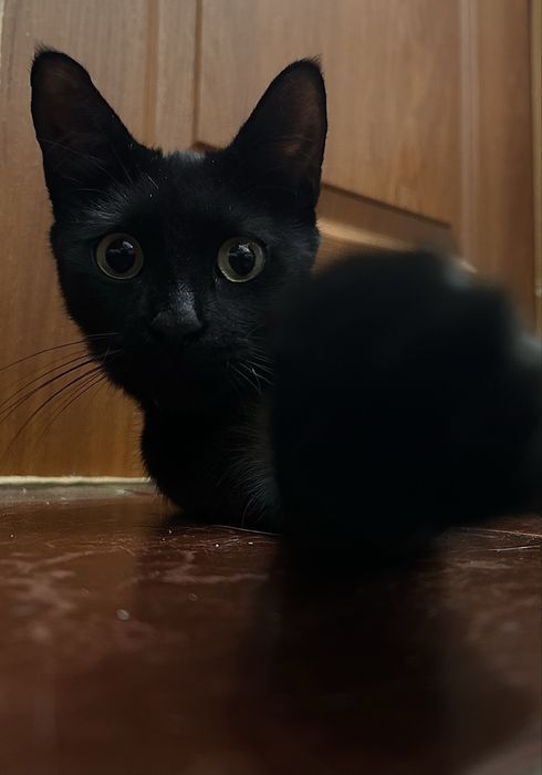 Кошка, мать ГЕРОИНЯ